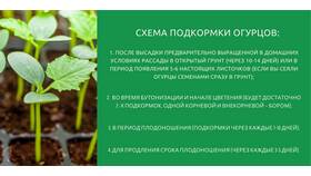 Как правильно использовать удобрения в ДНС